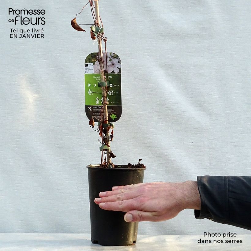 Clematis White Pearl Maceta 2L/3L Ejemplar entregado en invierno