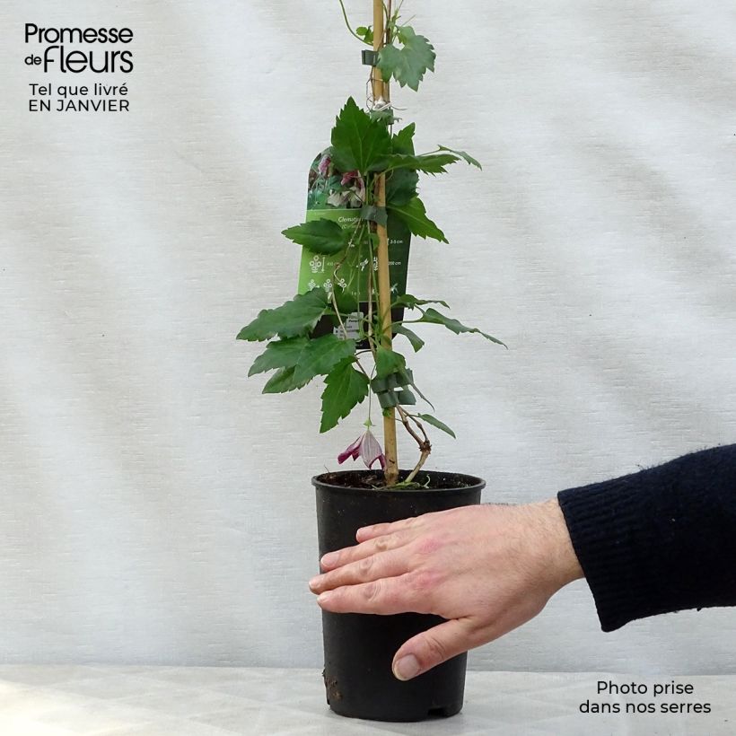 Clematis cirrhosa Freckles - Aján Maceta 2L/3L Ejemplar entregado en invierno