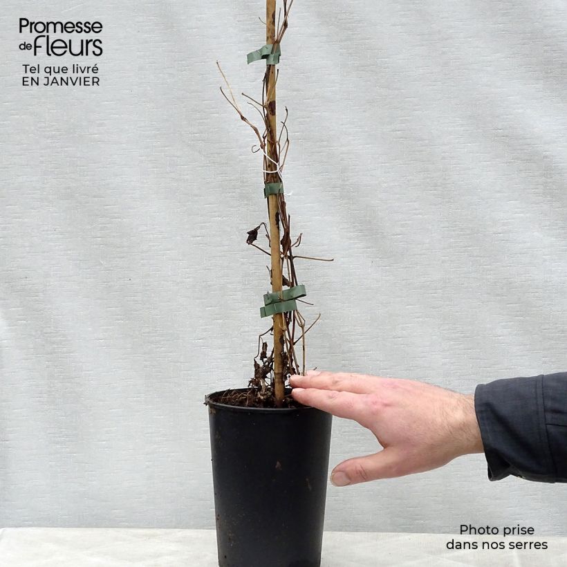 Clematis fargesii Summersnow Maceta 2L/3L Ejemplar entregado en invierno