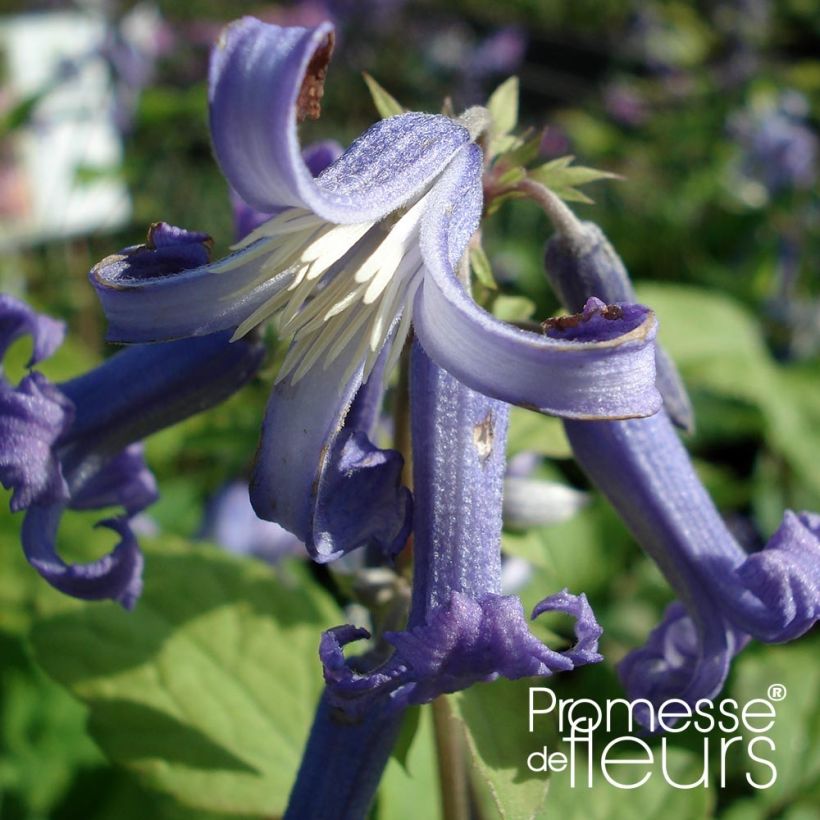 Clematis heracleifolia Côte d'Azur (Floración)