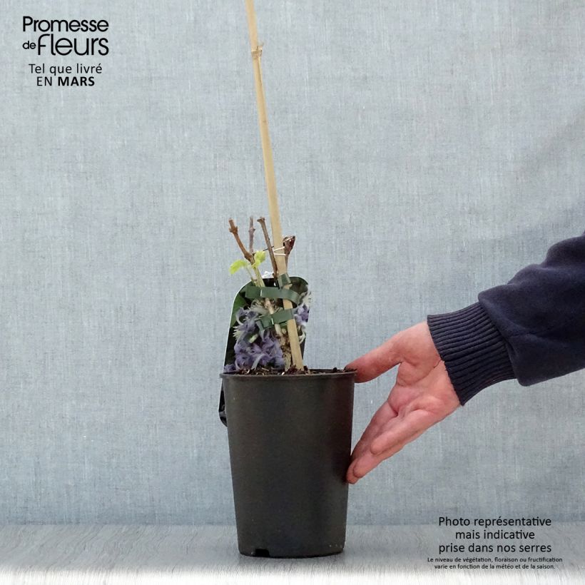 Clematis heracleifolia Côte d'Azur Maceta 2L/3L Ejemplar entregado en la primavera