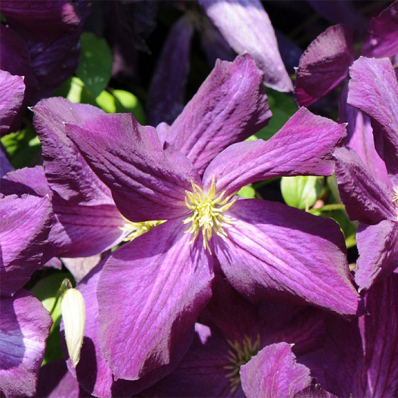 Clematis jackmanii Purpurea (Floración)