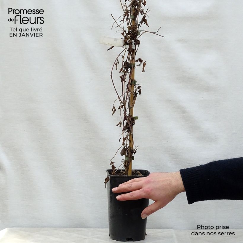 Clematis montana Broughton star Maceta 2L/3L Ejemplar entregado en invierno