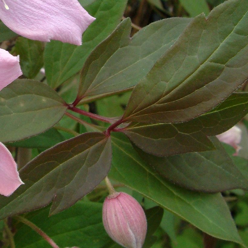 Clematis montana Fragrant Spring (Follaje)