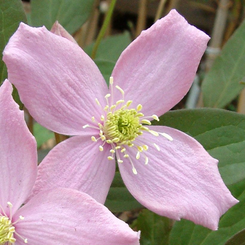 Clematis montana Fragrant Spring (Floración)