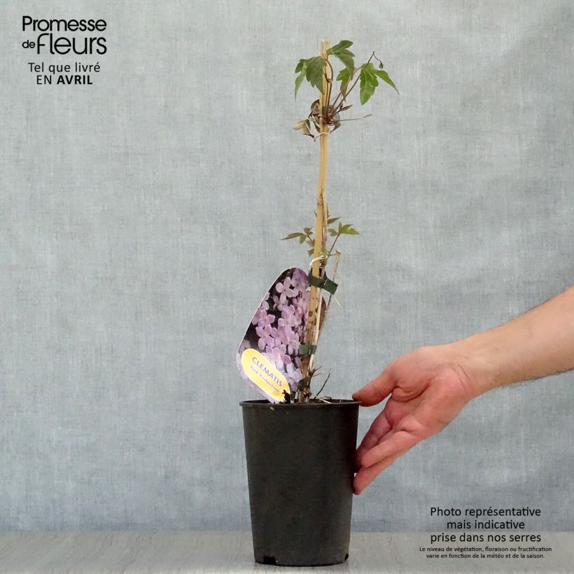 Clematis Pink Perfection Maceta 1,5L/2L Ejemplar entregado en la primavera