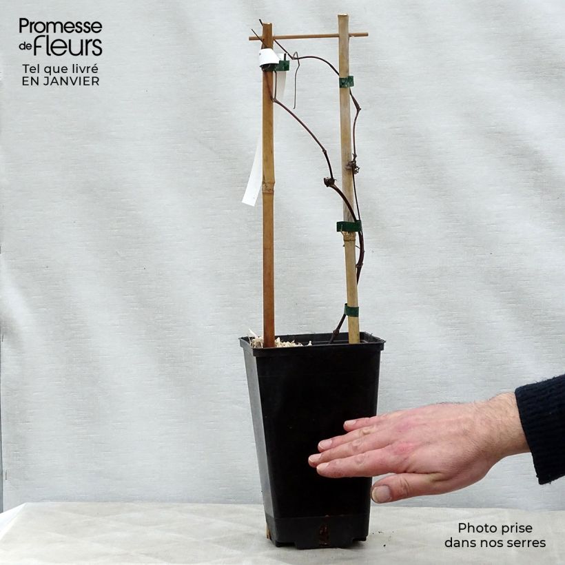 Clematis texensis Queen Maxima - Flor de cuero escarlata Maceta 1,5L/2L Ejemplar entregado en invierno