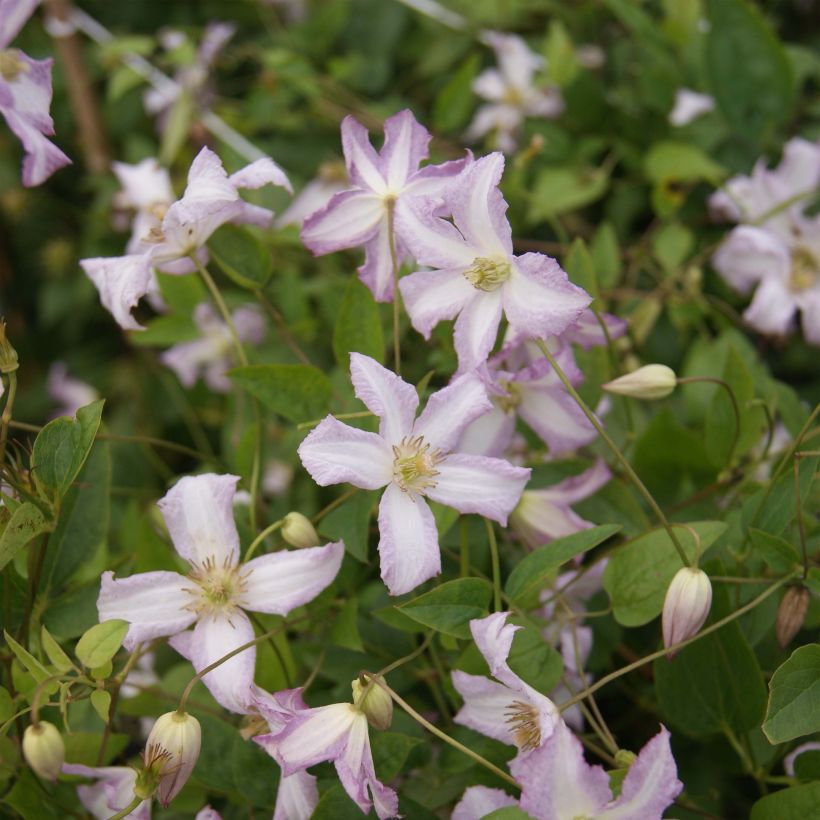 Clematis Little Nell (Floración)