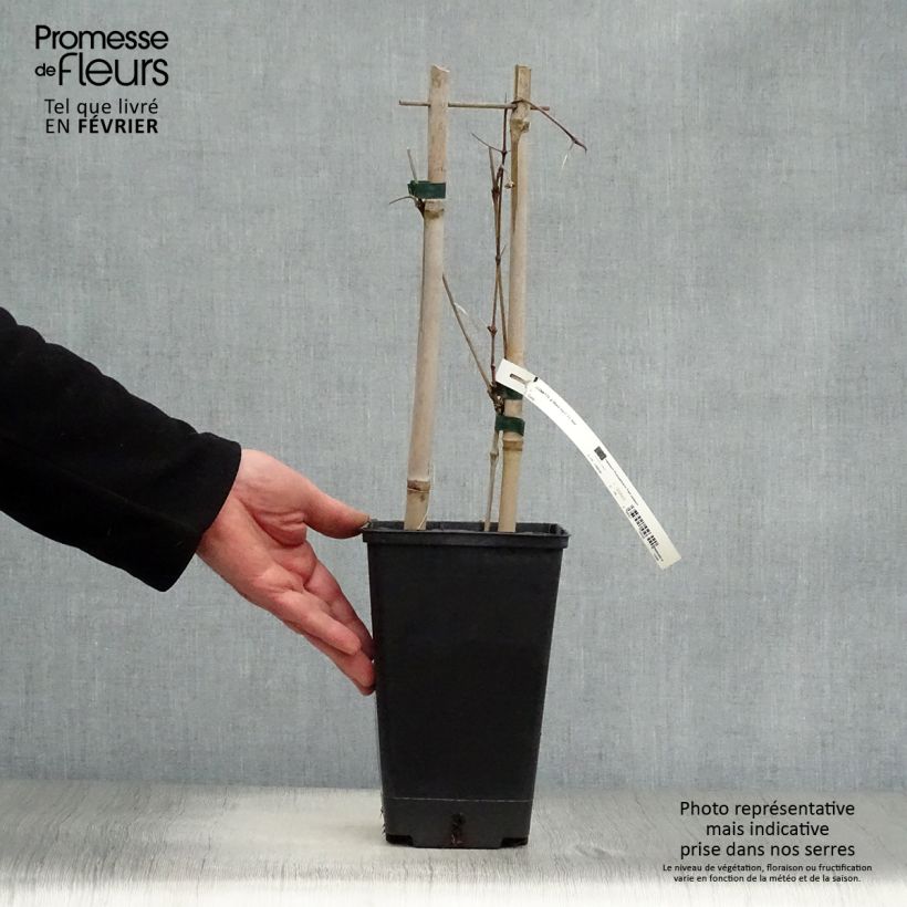 Clematis Black Tea Maceta 1,5L/2L Ejemplar entregado en invierno