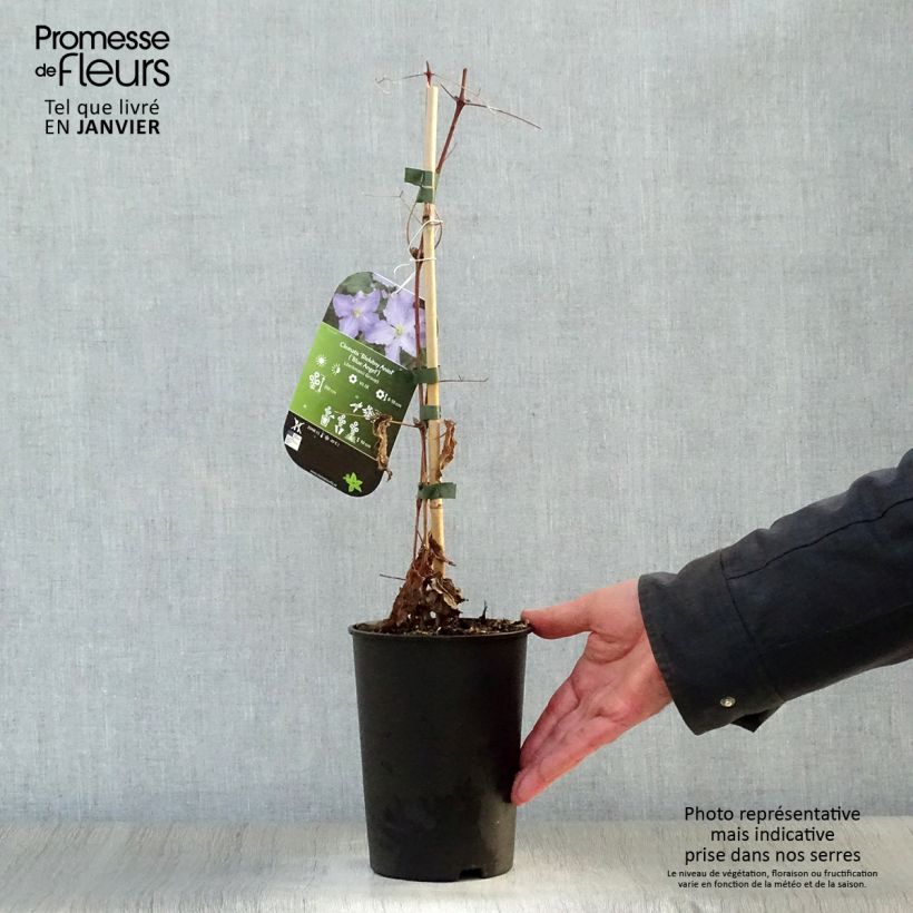 Clematis Blekitny aniol Maceta 1,5L/2L Ejemplar entregado en invierno