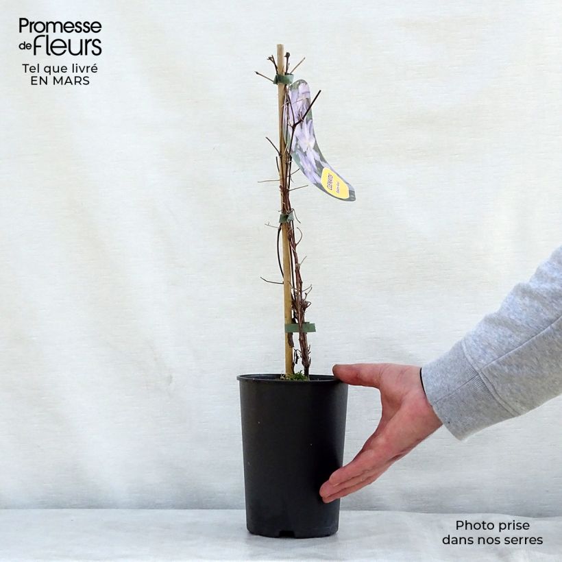 Clematis Blekitny aniol Maceta 1,5L/2L Ejemplar entregado en la primavera