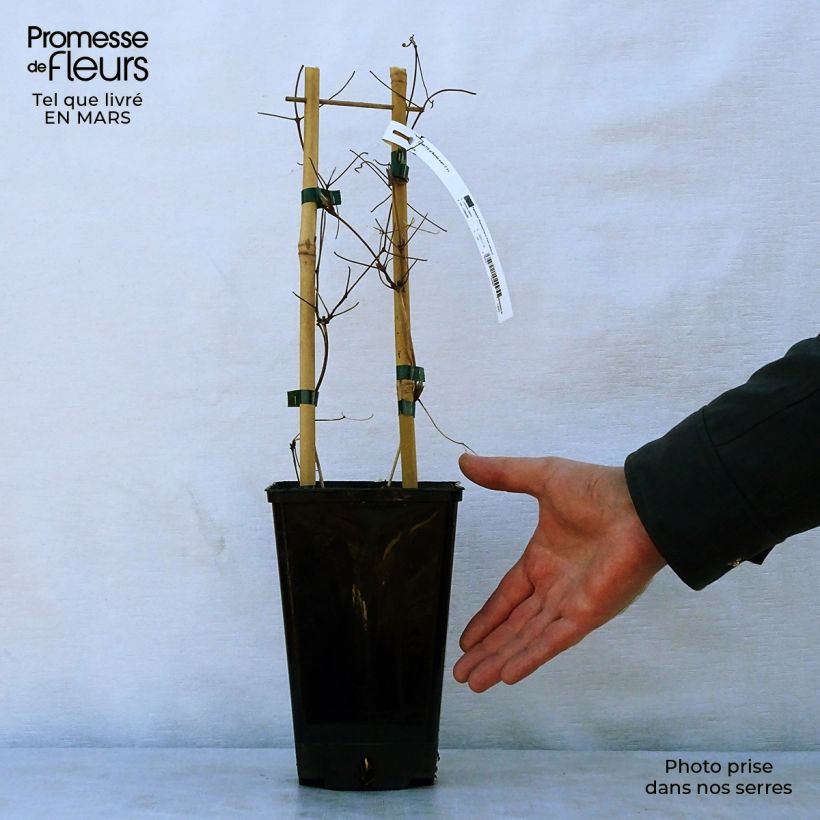 Clematis Black Tea Maceta 2L/3L Ejemplar entregado en la primavera