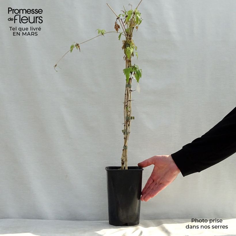 Clematis napaulensis Christmas Surprise Maceta 2L/3L Ejemplar entregado en la primavera