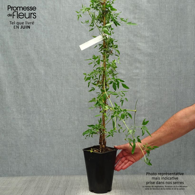 Ejemplar de Clematis napaulensis Christmas Surprise Maceta 2L/3L entregado en verano