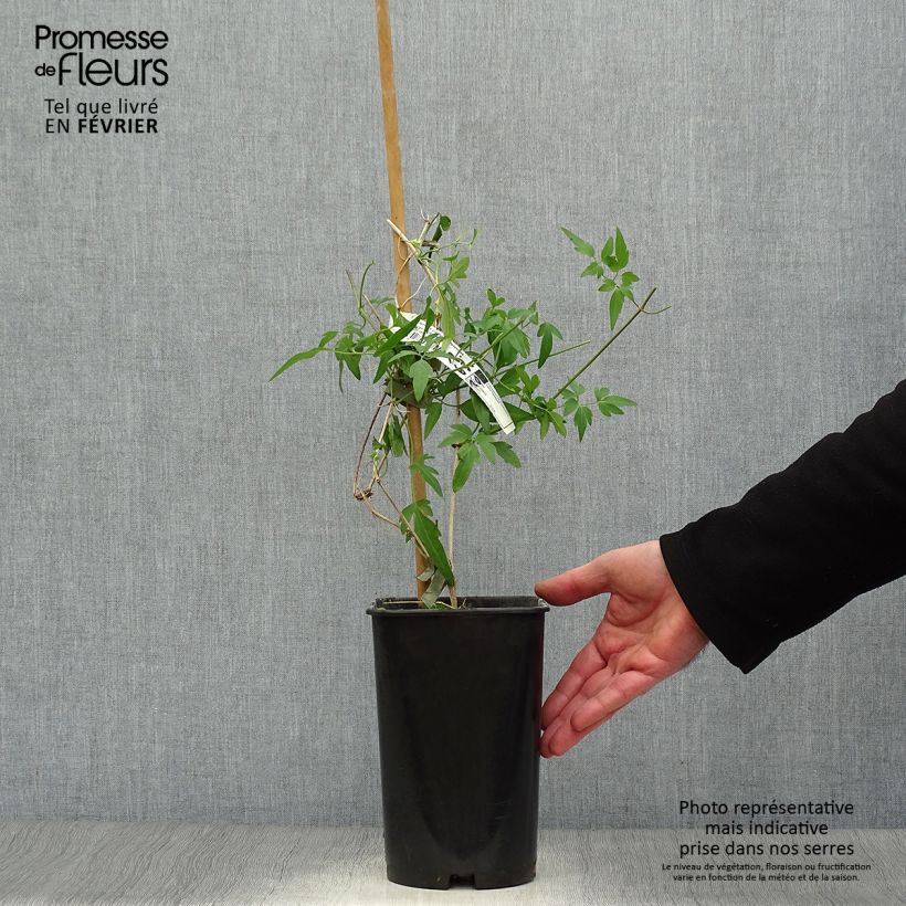 Clematis napaulensis Christmas Surprise Maceta 2L/3L Ejemplar entregado en invierno