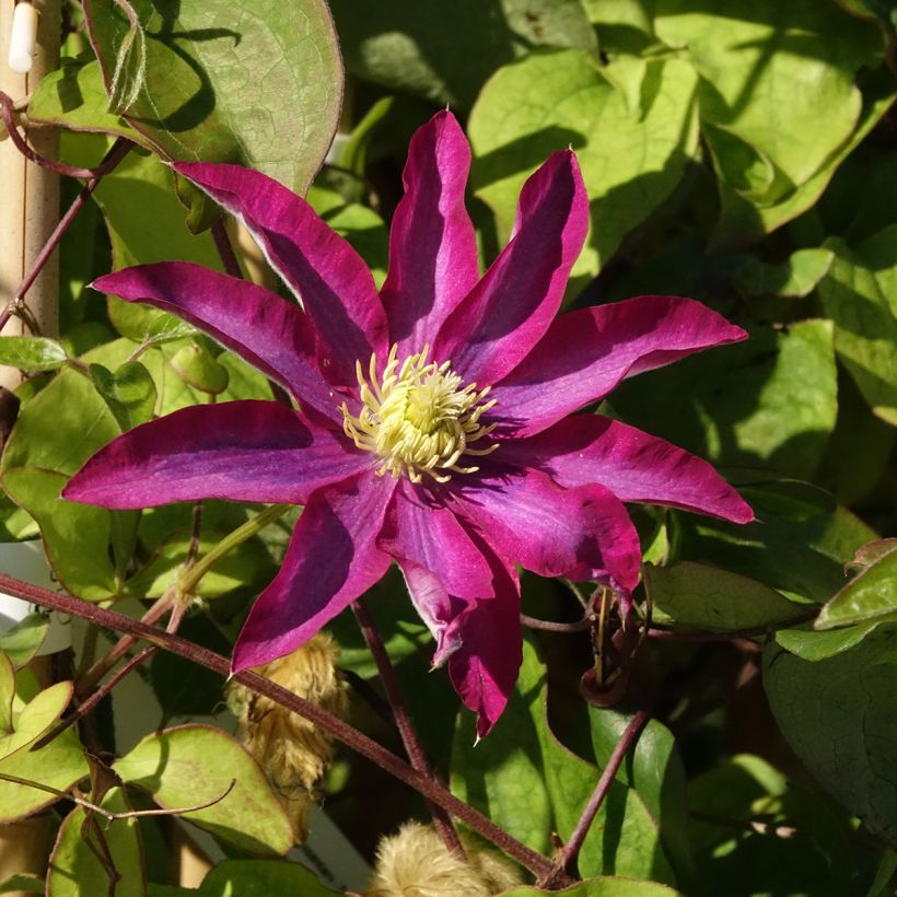 Clematis Abilène (Floración)