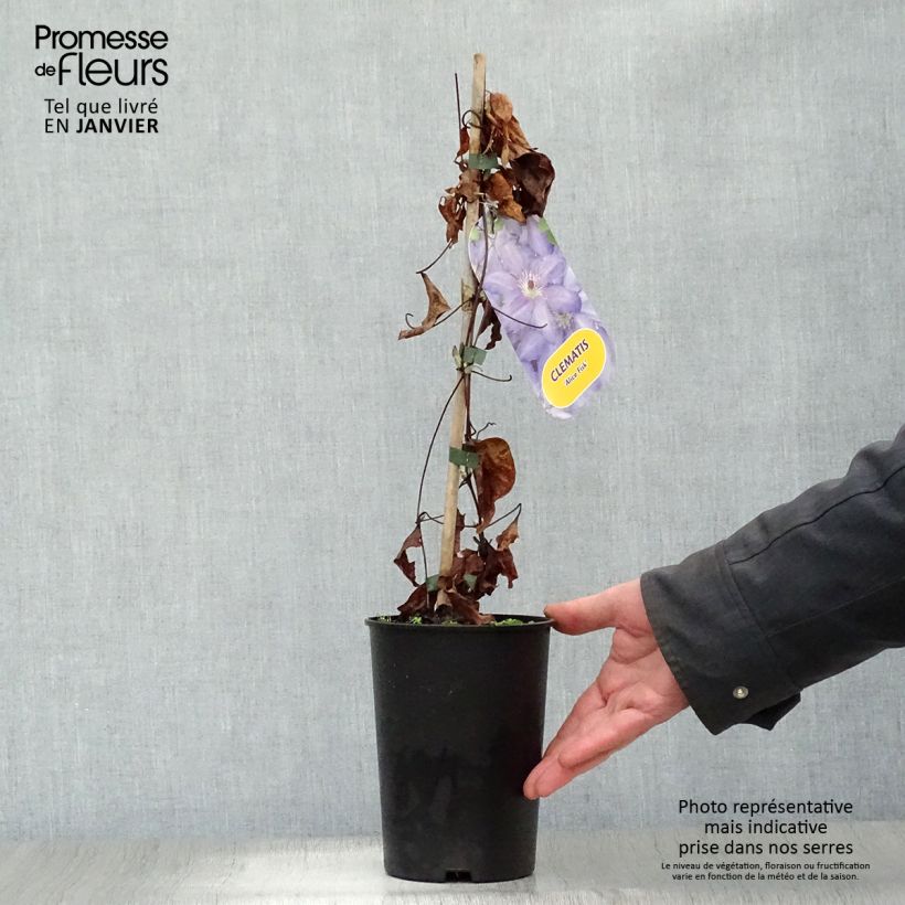 Clematis Alice Fisk Maceta 2L/3L Ejemplar entregado en invierno