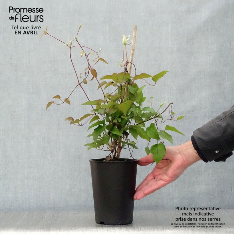 Clematis Alice Fisk Maceta 2L/3L Ejemplar entregado en la primavera