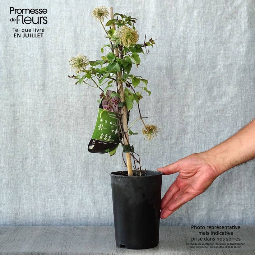Ejemplar de Clematis Andromeda Maceta 2L/3L entregado en verano