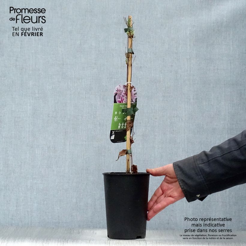 Clematis Andromeda Maceta 2L/3L Ejemplar entregado en invierno