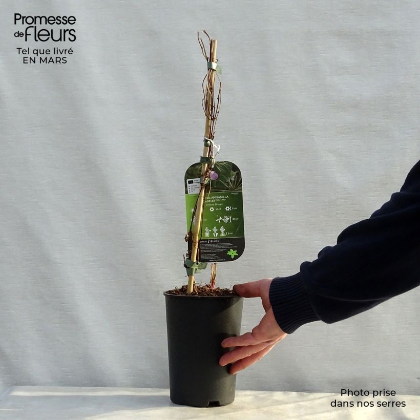 Clematis Annabella Maceta 2L/3L Ejemplar entregado en la primavera