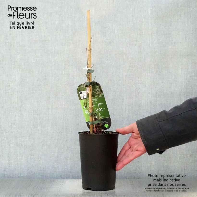 Clematis Annabella Maceta 2L/3L Ejemplar entregado en invierno