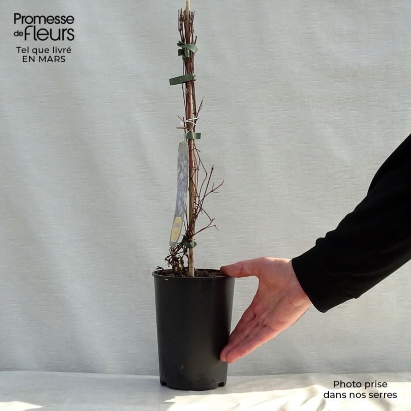 Clematis Arabella Maceta 1,5L/2L Ejemplar entregado en la primavera