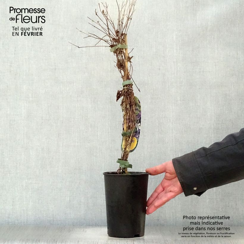 Clematis Arabella Maceta 1,5L/2L Ejemplar entregado en invierno