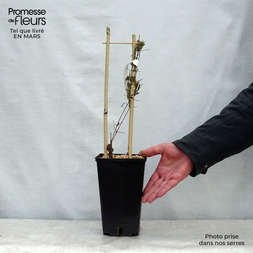 Clematis Asao Maceta 2L/3L Ejemplar entregado en la primavera