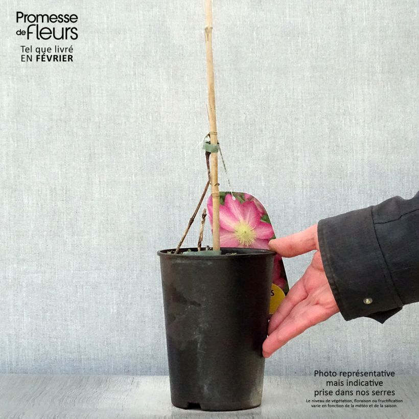 Clematis Asao Maceta 2L/3L Ejemplar entregado en invierno