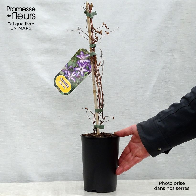 Clematis viticella Astra nova Maceta 2L/3L Ejemplar entregado en la primavera