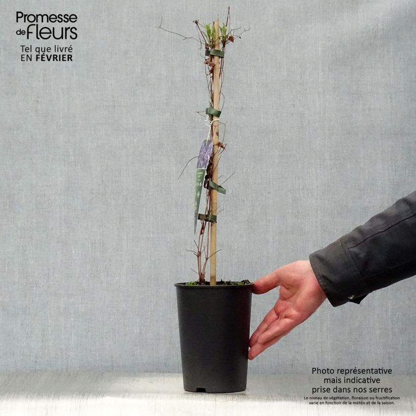 Clematis viticella Astra nova Maceta 2L/3L Ejemplar entregado en invierno