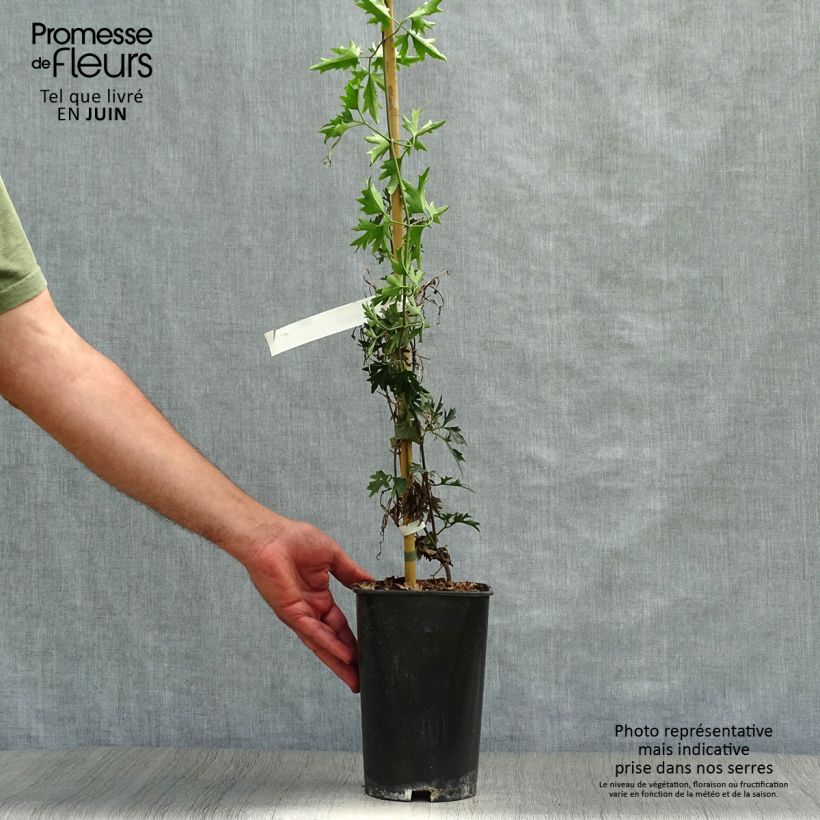 Ejemplar de Clematis Avalanche Maceta 2L/3L entregado en verano