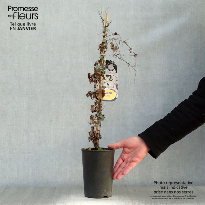 Clematis integrifolia Baby Star Maceta 2L/3L Ejemplar entregado en invierno