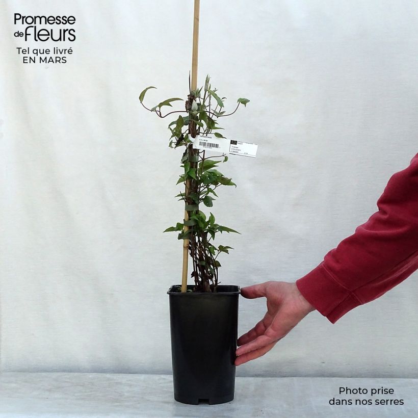 Clematis Beata Maceta 2L/3L Ejemplar entregado en la primavera