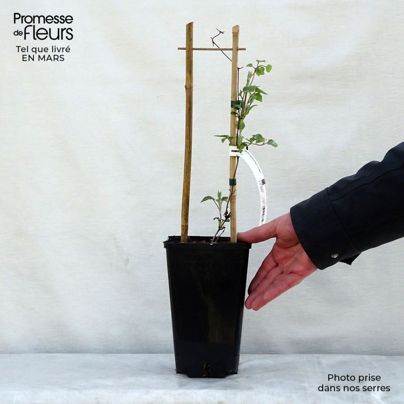 Clematis Beautiful Bride Maceta 2L/3L Ejemplar entregado en la primavera