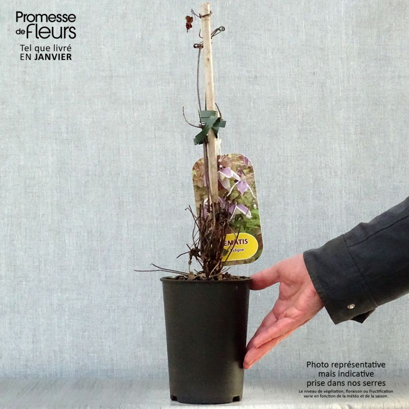 Clematis Blue Eclipse Maceta 2L/3L Ejemplar entregado en invierno