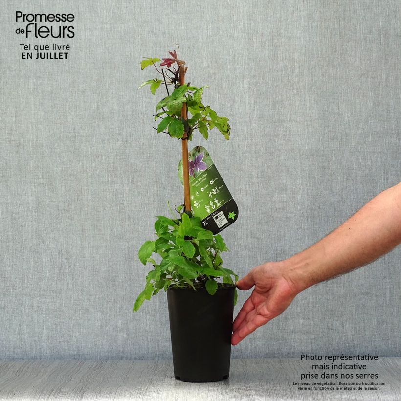 Ejemplar de Clematis Blue Eclipse Maceta 2L/3L entregado en verano