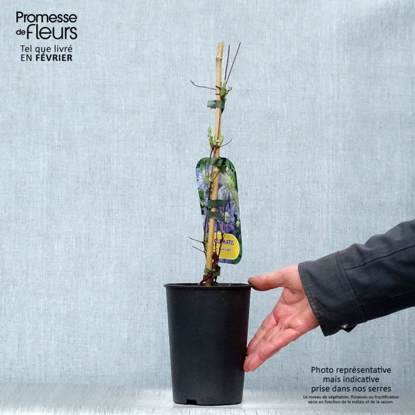 Clematis Blue Light Maceta 1,5L/2L Ejemplar entregado en invierno