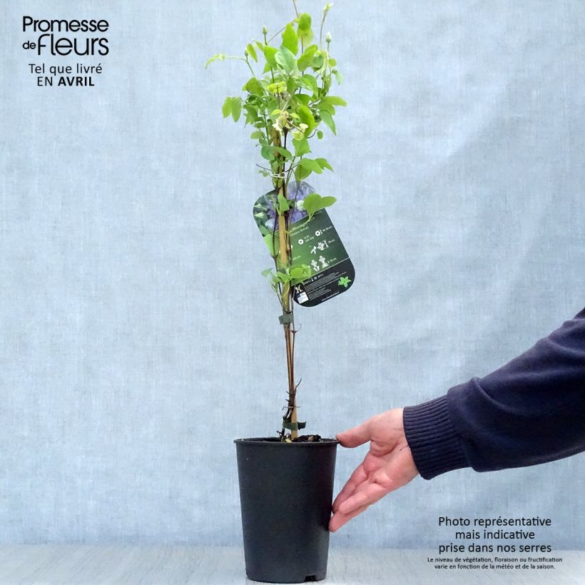 Clematis Blue Light Maceta 1,5L/2L Ejemplar entregado en la primavera