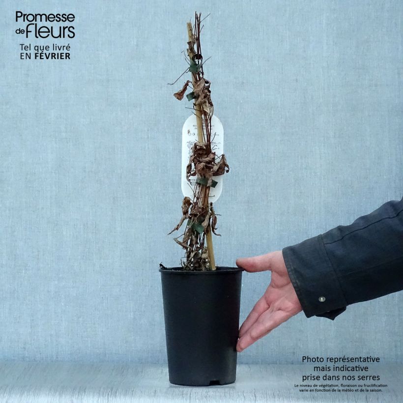 Clematis Blue pirouette Maceta 2L/3L Ejemplar entregado en invierno