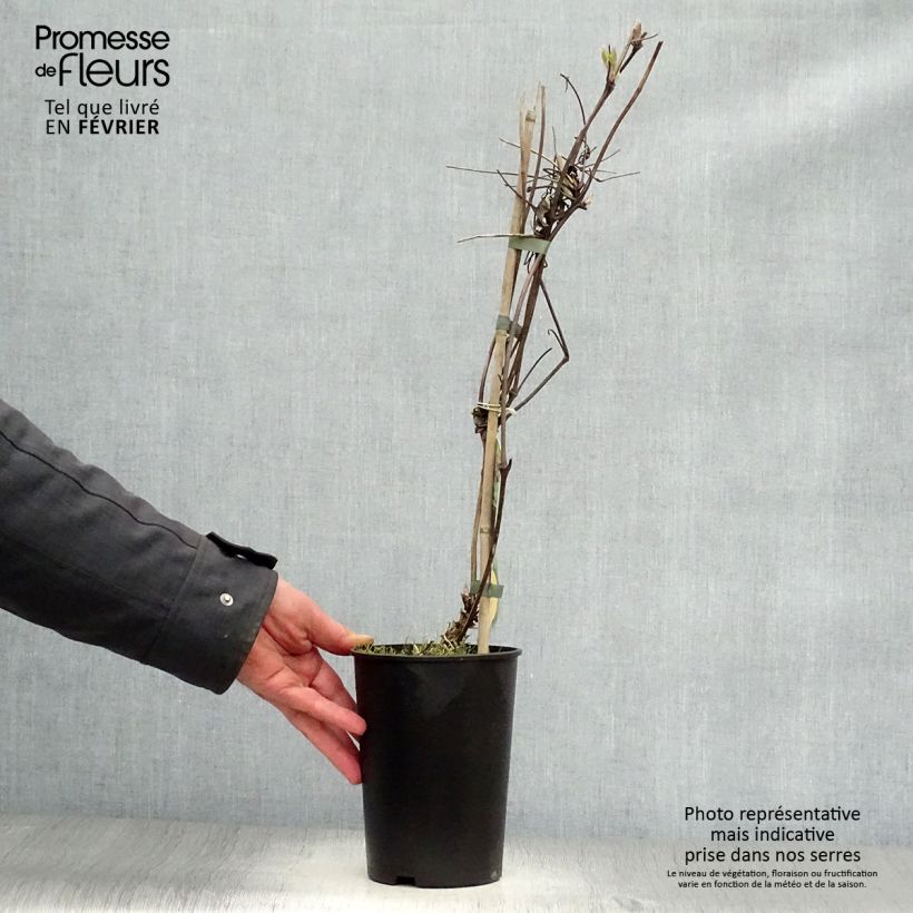 Clematis Brunette Maceta 2L/3L Ejemplar entregado en invierno