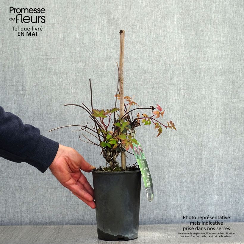 Clematis Brunette Maceta 2L/3L Ejemplar entregado en la primavera