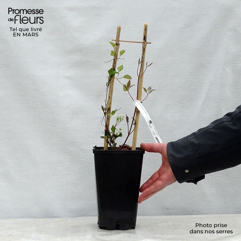 Clematis Carnaby Maceta 1,5L/2L Ejemplar entregado en la primavera