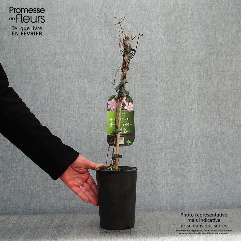 Clematis Caroline Maceta 2L/3L Ejemplar entregado en invierno