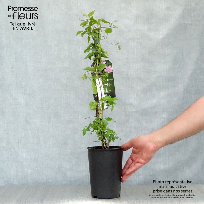 Clematis Caroline Maceta 2L/3L Ejemplar entregado en la primavera