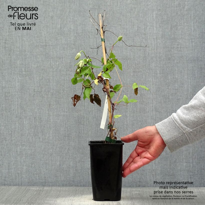 Clematis Cezanne Maceta 1,5L/2L Ejemplar entregado en la primavera