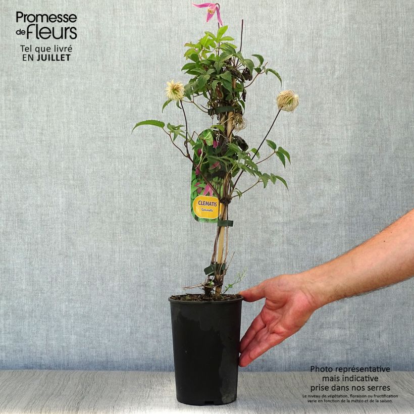 Ejemplar de Clematis Columella Maceta 2L/3L entregado en verano