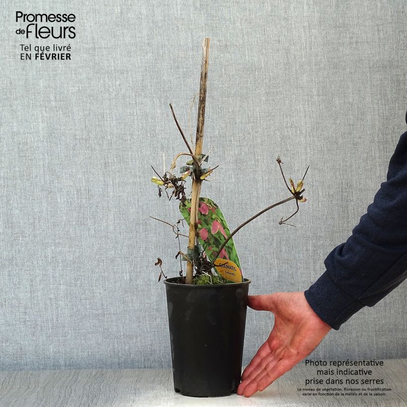 Clematis Columella Maceta 2L/3L Ejemplar entregado en invierno