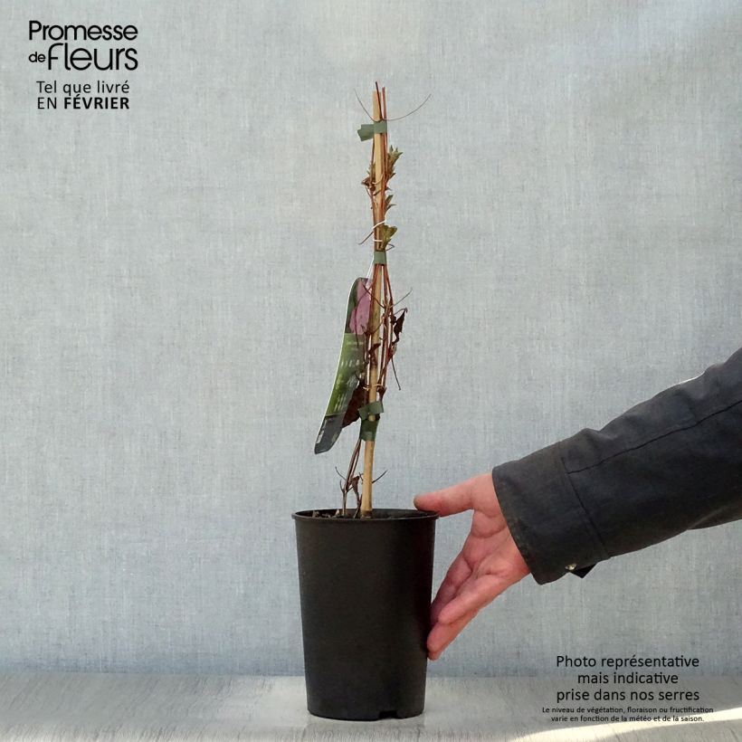 Clematis Comtesse de Bouchaud Maceta 2L/3L Ejemplar entregado en invierno